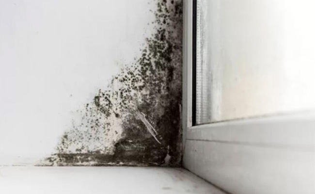 mold-inspections